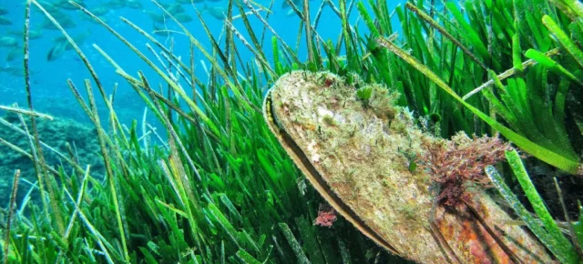 Posidonia oceánica