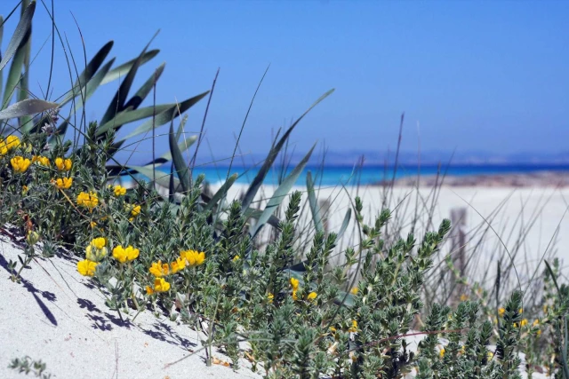 Platja de Llevant