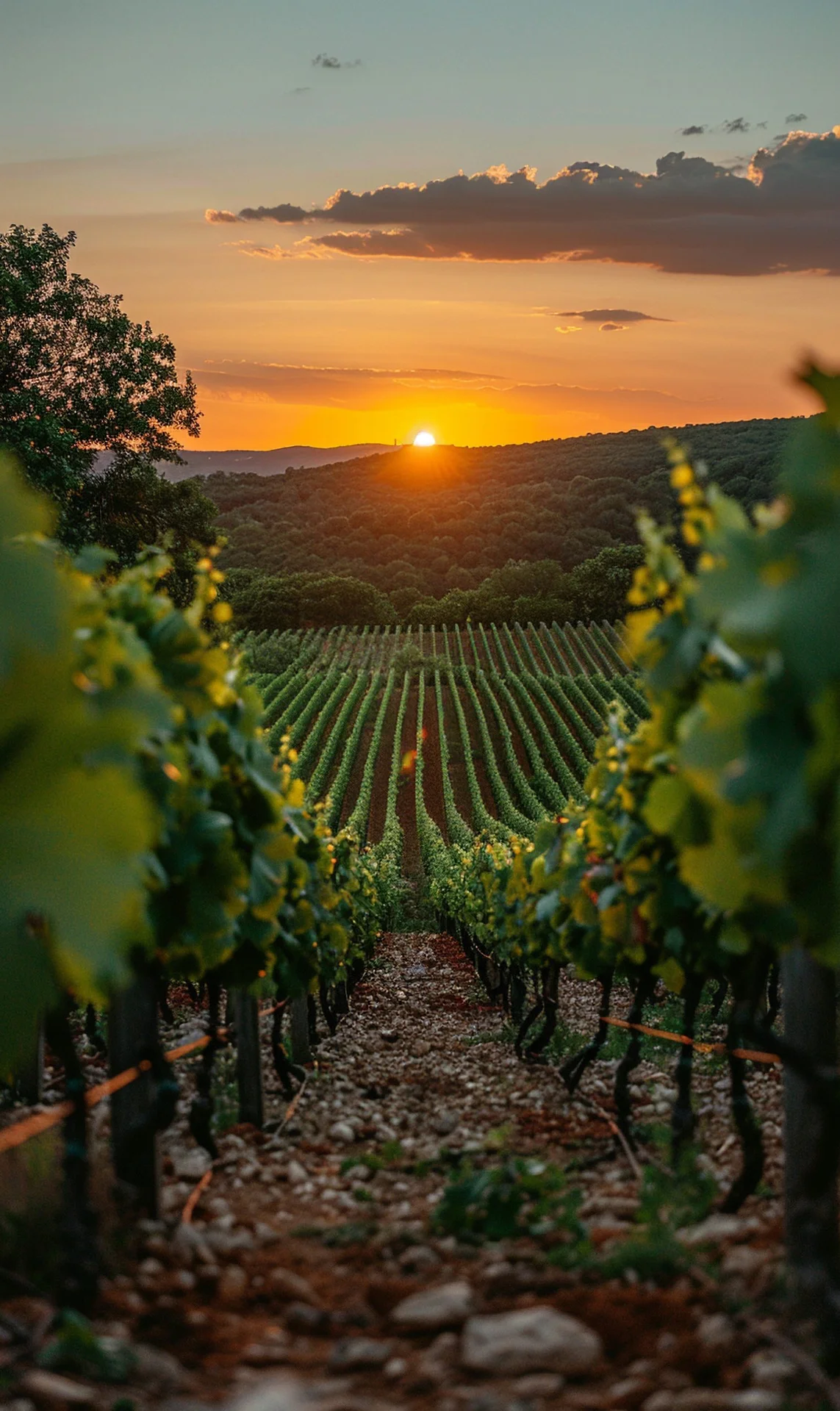 Bodega Cap de Barbaria